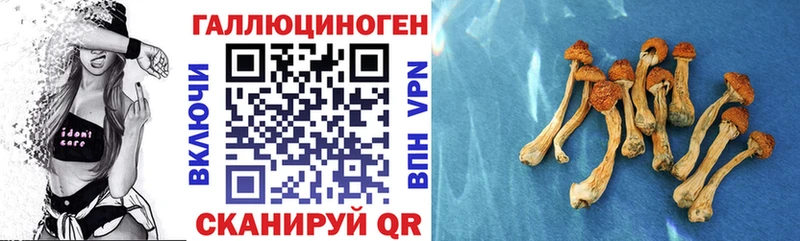 закладки  Нурлат  Псилоцибиновые грибы Cubensis 